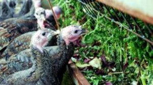 Picture of 6-week turkeys venturing out into the open air after being kept warm whilst they grow from poults