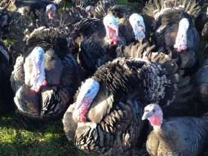 Turkeys in November, fed on fresh herbs and a locally produced feed of additive-free cereal