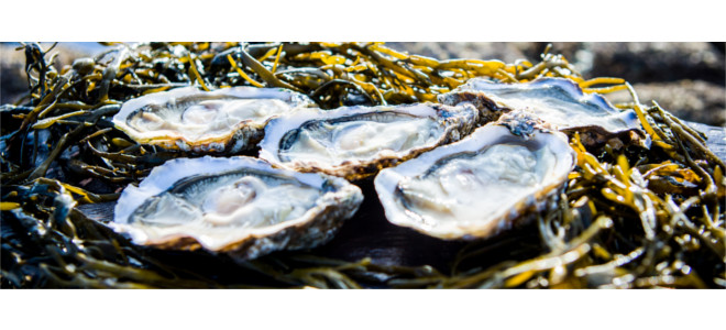 Picture of a plate of oysters - how to open an oyster how to shuck an oyster