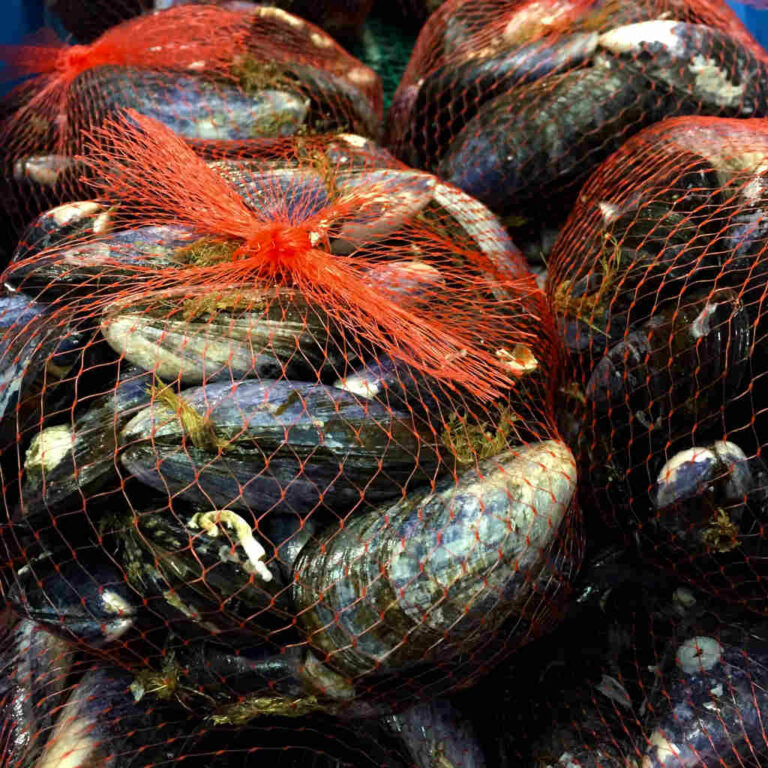 FRESH LIVE SHETLAND ROPE GROWN MUSSELS 1KG Out of the Blue