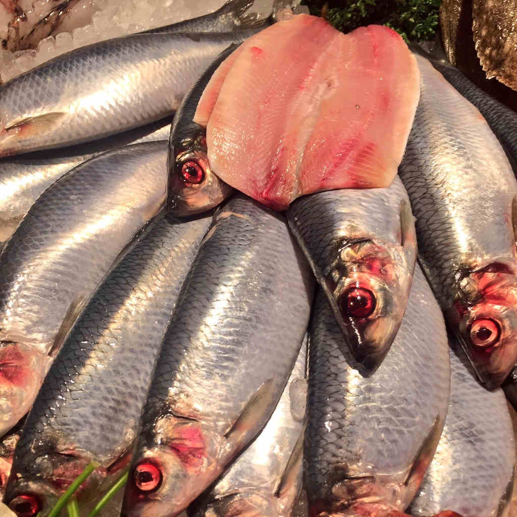 FRESH WHOLE HERRINGS (*150-300G) - Out of the Blue Fishmongers