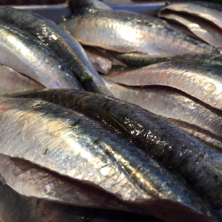 FRESH CORNISH SARDINE FILLETS (*500G) Out of the Blue Fishmongers